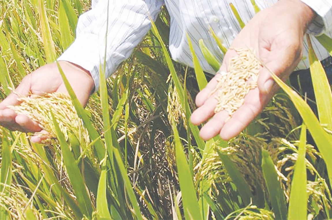 Sector arrocero recibirá ayuda del gobierno